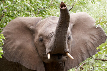 young elephant trumpeting