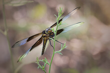 Macro Of Widow Skimmer Dragonfly