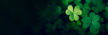 Green Background With Three-leaved Shamrocks, Lucky Irish Four Leaf Clover In The Field For St. Patricks Day Holiday Symbol. With Three-leaved Shamrocks, St. Patrick's Day Holiday Symbol.