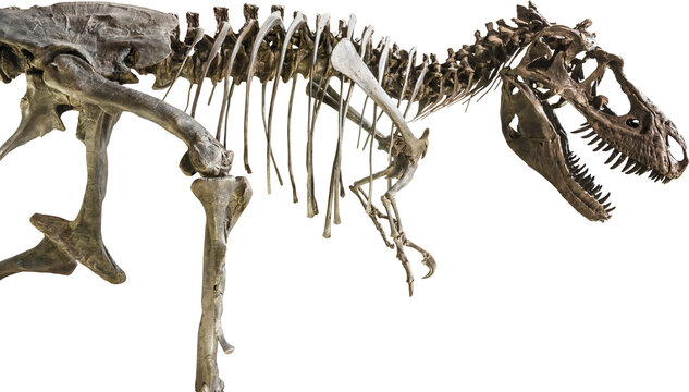 Fototapete - Tyrannosaurus Rex skeleton