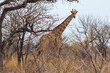 Giraffe in th Etosha National Park in Namibia.