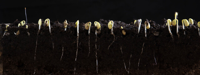 Wall Mural - Sprouted soybean shoots with roots on a black background.