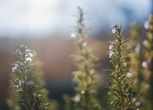 Flowering Rosemary Bush. Abstract Nature Spring Background, Image With Bokeh And Lens Flare