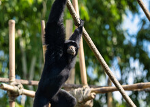 Siamang Monkey Hanging From A Rope