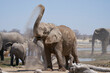 African elephant (Loxodonta africana) covering itself with mud and dust at a waterhole in Etosha National Park, Namibia
