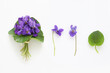 Set of viola odorata flowers, bouquet, flower and leaf on white background, table top view. Real studio shot from above.