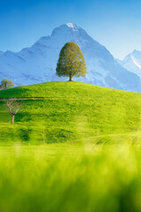 Wall Mural - A field with a lone tree and high mountains in the background. Landscape in the daytime. Fields and meadows. Natural landscape in summer time. Tree on top of the hill.