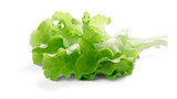 Fototapeta  - Lollo bionda lettuce-related leafy salad leaves isolated png