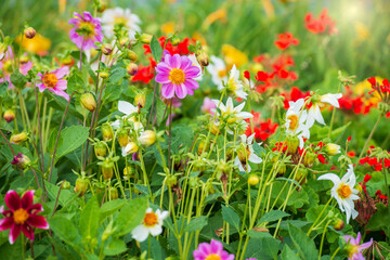 Poster - Beautiful spring wildflowers