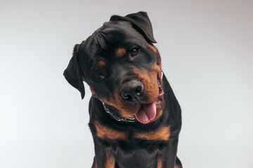 Wall Mural - Rottweiler dog sticking out tongue and tilting head