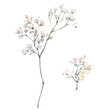 A gypsophila branch hand drawn in watercolor isolated on a white background. Vintage little white flowers bouquet for Valentine's Day, wedding, sales and other events.