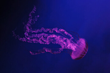 macro shooting under water chrysaora plocamia jellyfish