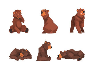 Poster - Set of brown bear in different poses. Wild forest sitting, standing and sleeping mammal animal cartoon vector illustration