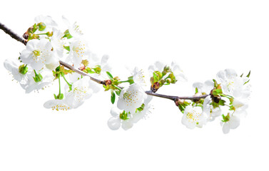 tree branch with blossom. cherry tree in spring. garden in spring. isolated tree branch with bloomin
