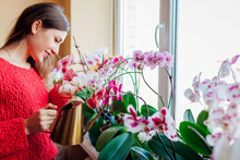 Woman Takes Care Of Phalaenopsis Orchids Blooming On Window Sill. Gardener Waters Home Plants Flowers With Watering Can.