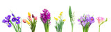 violet hyacinth flowers