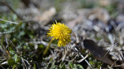 Dandelion In the Grass