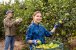 Smiling female farmer holding branches of lemon tree with lemons, picking fruits during harvesting season