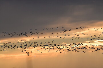 Wall Mural - Flock of Geese