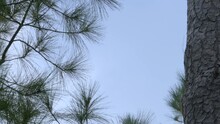 Main Vertical Trunk Of A Long Leaf Pine Species With A Scaly Reddish Brown Thick Exterior Bark, Common In Southern US Pine Savannah