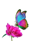 Fototapeta Motyle - bright tropical morpho butterfly on pink peony flower in dew drops isolated on white. 