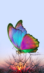 Aufkleber - Morpho butterfly and dandelion. Seeds of a dandelion flower in drops of water on a background of sunrise
