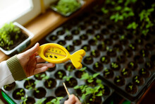 Woman Holding Thermometer Above Tomato Plants In Small Plastic Containers, Moscow, Russia