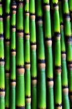A Detail Image Of A Cluster Of Snake Grass, A Bamboo Like Grass Species.