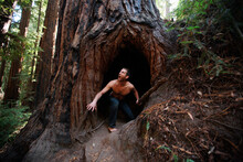 A Wild Man Crawls Out Of A Cave-shaped Hole In A Redwood Tree.