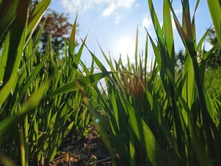 grass and blue sky