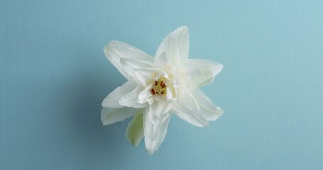 Poster - Timelapse of flower blooming on blue background