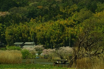 桜咲く滋賀・近江八幡の水郷めぐりをする手こぎ船