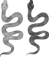 Red Snake Vector.Lampropeltis Triangulum Vector.Sticker And Hand Drawn Snake For Tattoo.Red Snake Reptile On White Background.