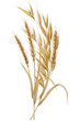 Watercolor spikelets of wheat, rye, barley, grains on a white background. High quality illustration