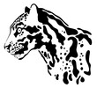 clouded leopard head vector illustration black and white	