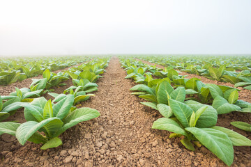 Wall Mural - Young green tobacco plant in field at Sukhothai province northern of Thailand