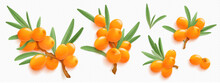 Sea buckthorn branches with orange berries and green leaves isolated on transparent background. Natural plant twigs with fresh seabuckthorn fruits, vector realistic illustration
