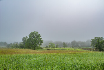 Wall Mural - thick fog over trees and field