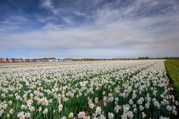 Wall Mural - Keukenhof