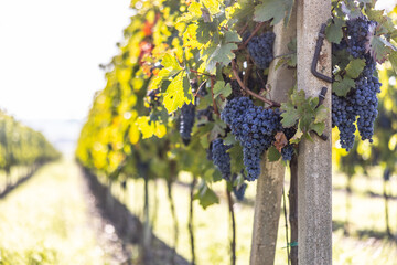 Blue bunches of Cabernet sauvignon grapes in a vineyard ripening before harvest