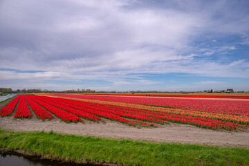 Canvas Print - Keukenhof