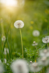Wall Mural - dandelion in sunlight. beautiful spring background. selective focus. vertical image.