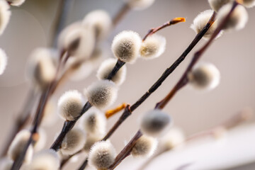 Wall Mural - Willow shoots with on the branches. Selective focus.