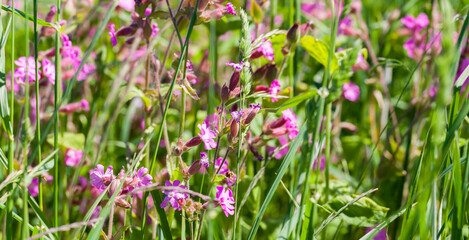 Fotomurales - Wild pink flowers on a meadow on summer sunny day
