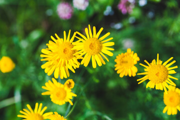 Fotomurales - Yellow Dahlberg daisy flowers in summer garden, close up photo