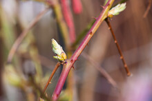 The first spring buds of a raspberry bush. Selective focus.
