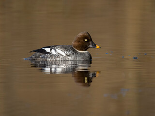 Wall Mural - Goldeneye, Bucephala clangula