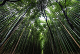 Fototapeta Sypialnia - green bamboo forest
