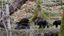 Mother Black Bear And Three Cubs Walking Across Log In Forest Of Great Smoky Mountains
