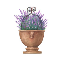 Outdoor Garden, Purple Flower Of Lavender (known As Lavandula) In Vintage Terracotta Flowerpot For Home Patio Decoration. Hand Drawn Watercolor Painting Illustration Isolated On White Background.